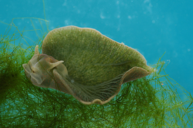 blue sea slug pet. Once a young sea slug slurps